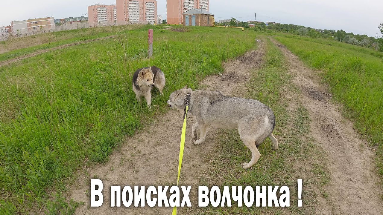 Поиски Волчонка Аяврика 2 в Армавире с Волчицей Луной... Зашел в гости к Вартану... Увидел подкоп ?!
