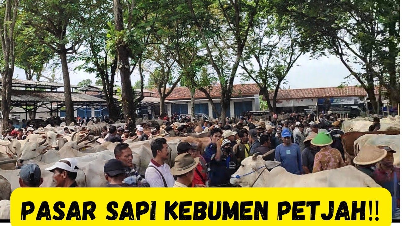 Pasar Kebumen Pecah Rekor Jelang Lebaran‼️Sapi Dari Setia Farm Ikut Turun|Sapi PO Kebumen