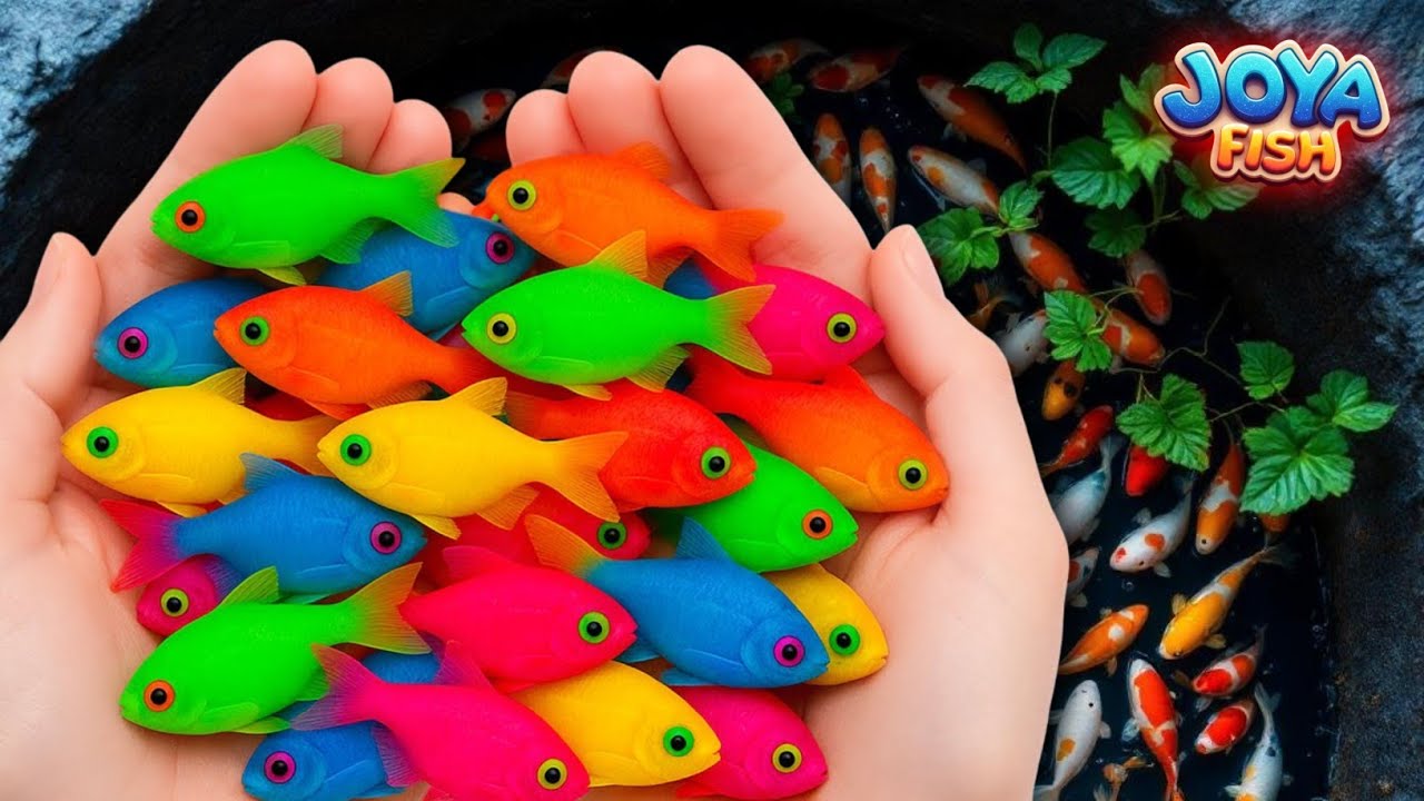 Dunia ikan lucu, ikan hias warna-warni, koi, ikan mas, ikan cupang, bayi penyu, glow fish