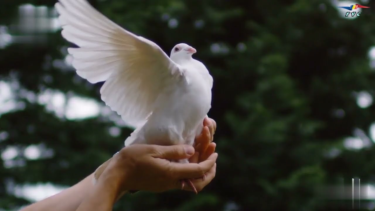 La Cernăuți se sting Poeții... (versuri Dorina Popescu)
