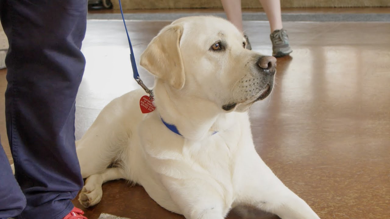 Introducing Indy, our highly trained service dog