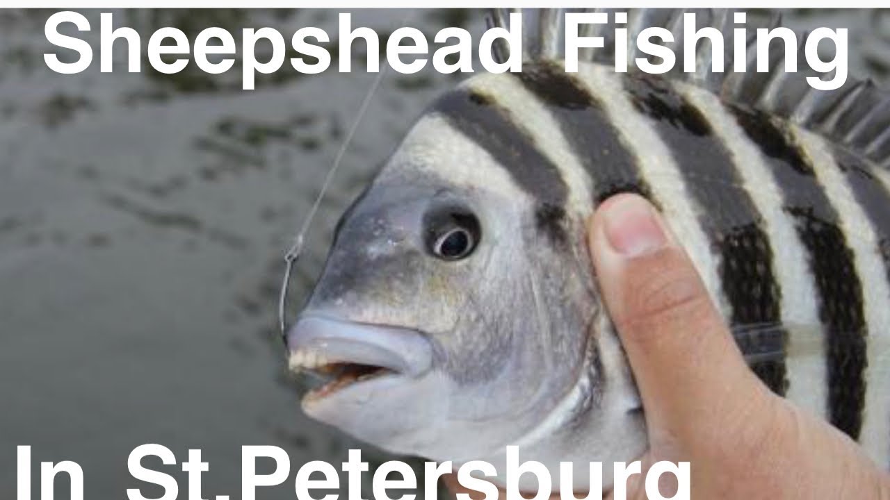 Great Spot  for Sheepshead fishing “Coffee pot Blvd in St. Petersburg “