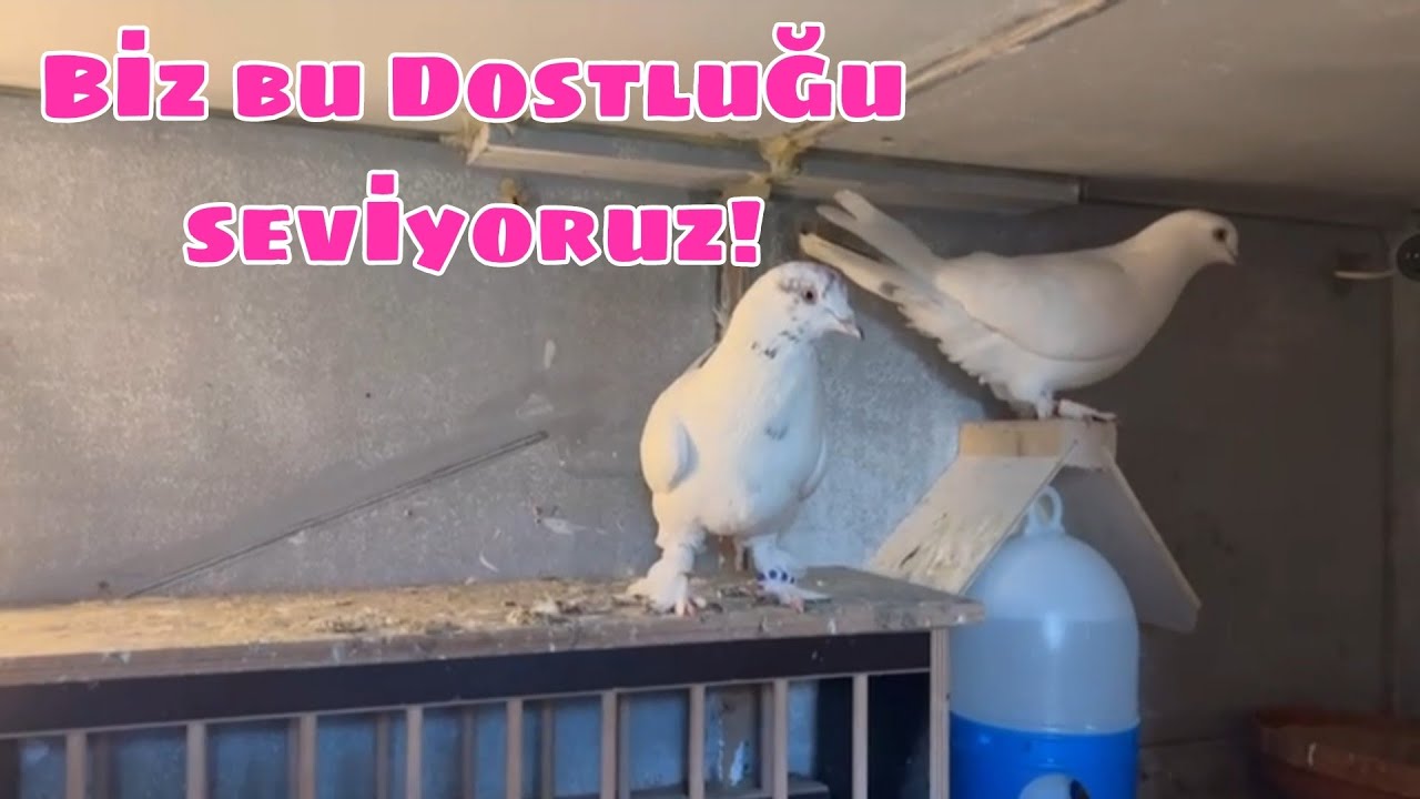 VAN KUŞU SEVEN T&Uuml;M DOSTLARA HOLLANDA'DAN SELAM VAR !!!
