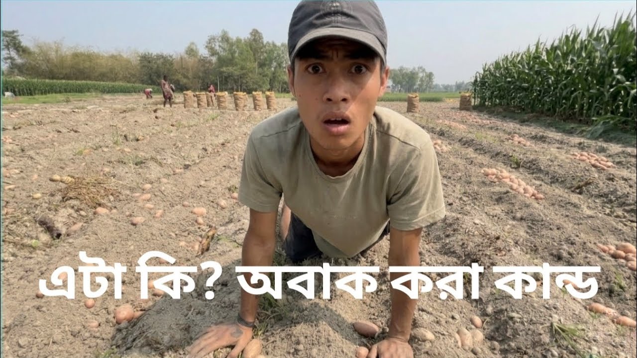 একি অবাক করা কান্ড! এত আলু কোথায় পেল? 🥔 | Village Life & Potato Garden ||