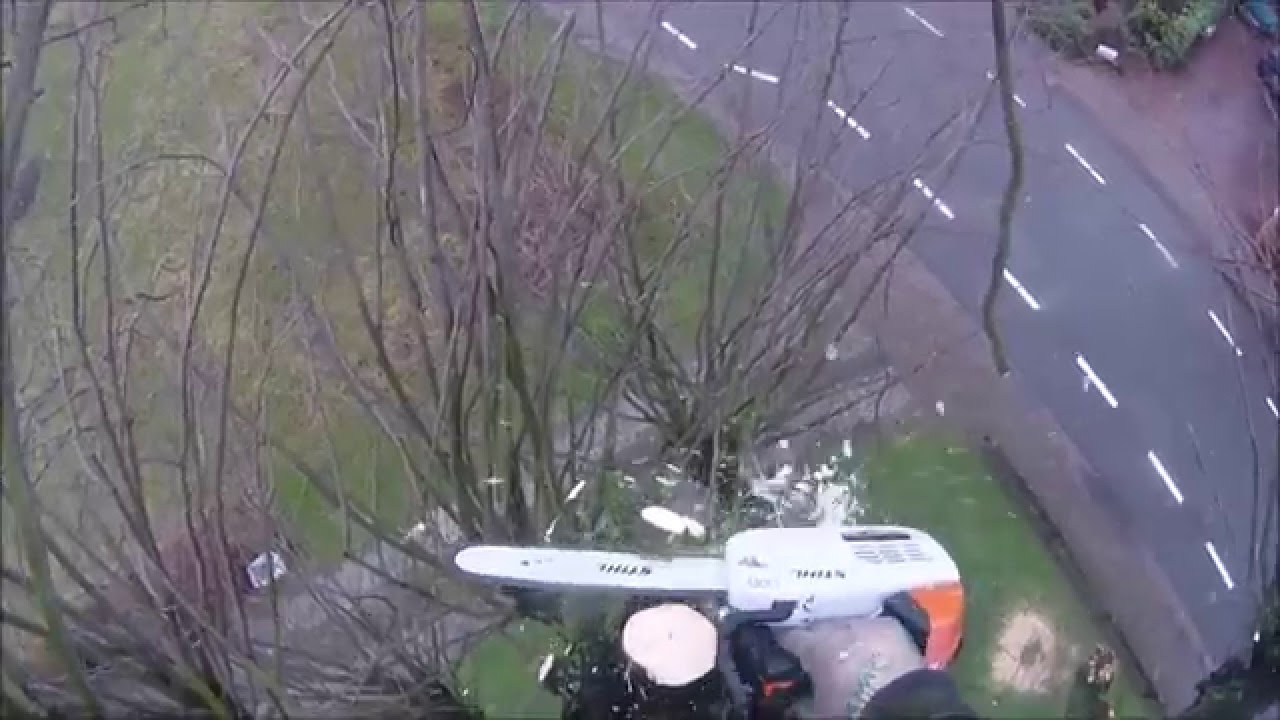 Het knotten van een lindeboom - H.E. Carving & boomverzorging