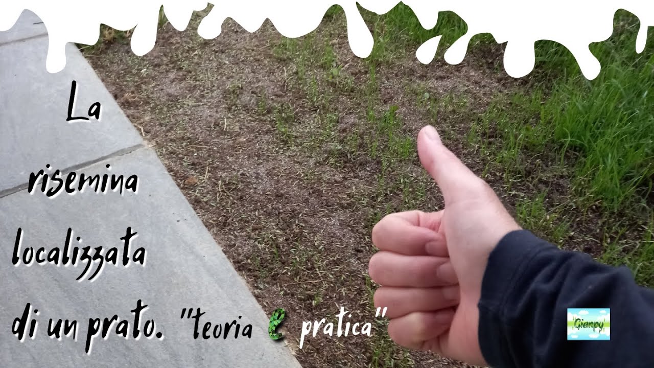 La risemina localizzata di un prato........