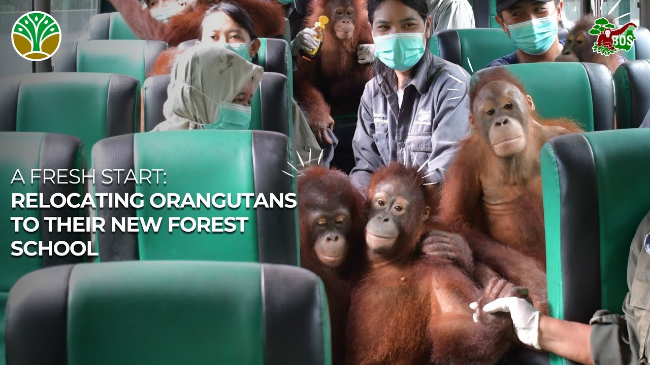 ORANGUTANS MOVING TO THEIR NEW FOREST SCHOOL