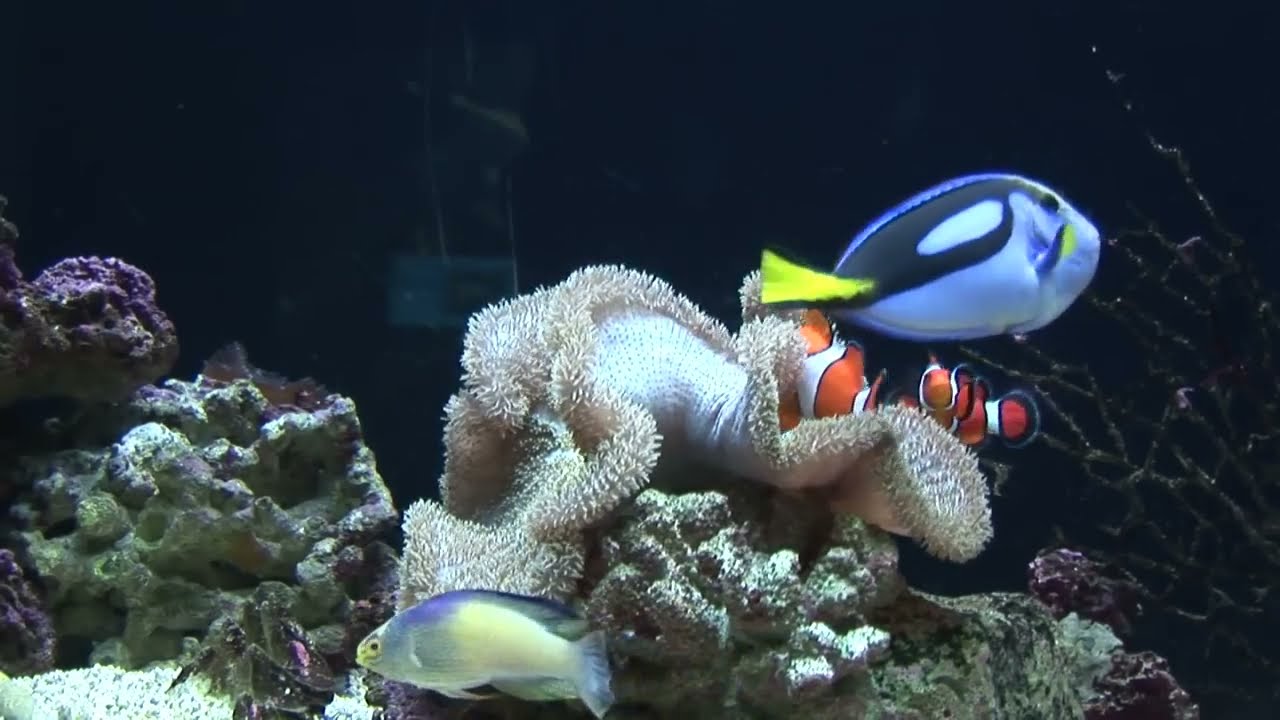 Finding Nemo in real life!