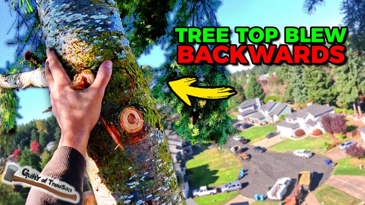 Removing a GIANT Fir Tree in HIGH WIND