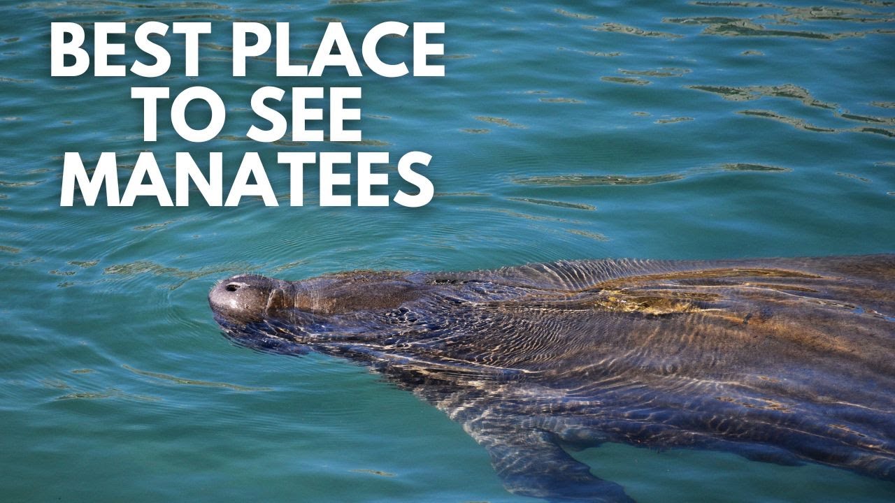 Where Manatees Go to Survive Florida’s Cold | Manatee Lagoon