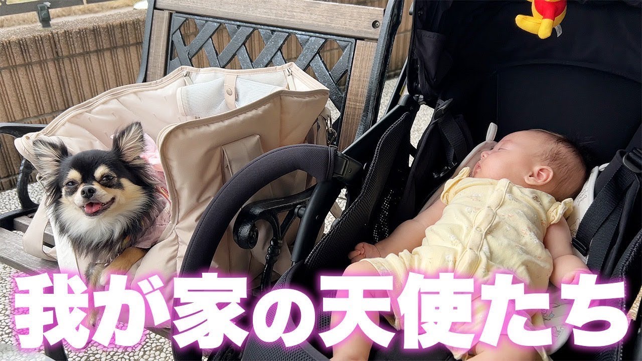 ベビに嫉妬気味の愛犬をとことん甘やかしたら可愛すぎたw