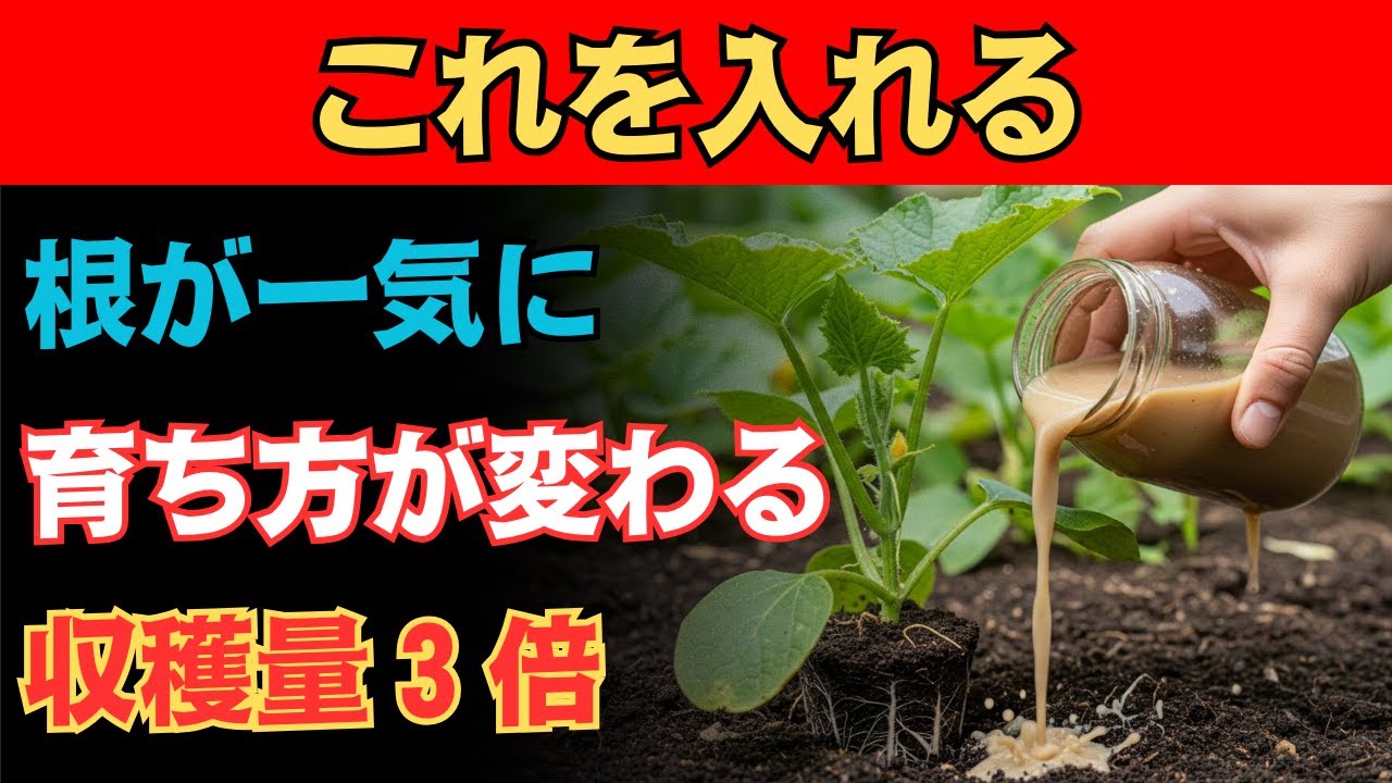 これを一度水やりするだけで根が一気に激増！収穫量が3倍にアップ | ガーデニング | 栽培 | 植物 | 土づくり