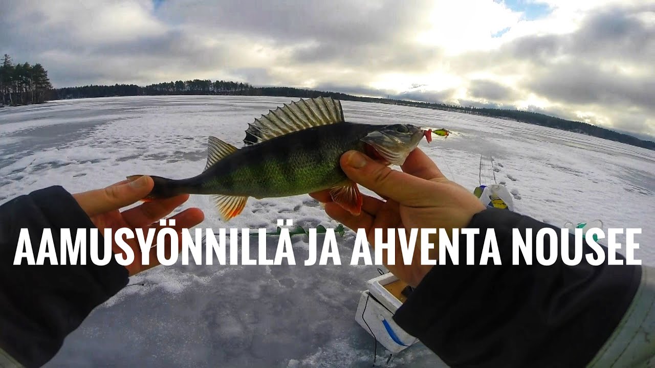 Ahvenpilkill&auml; | Aamusy&ouml;nti morrilla