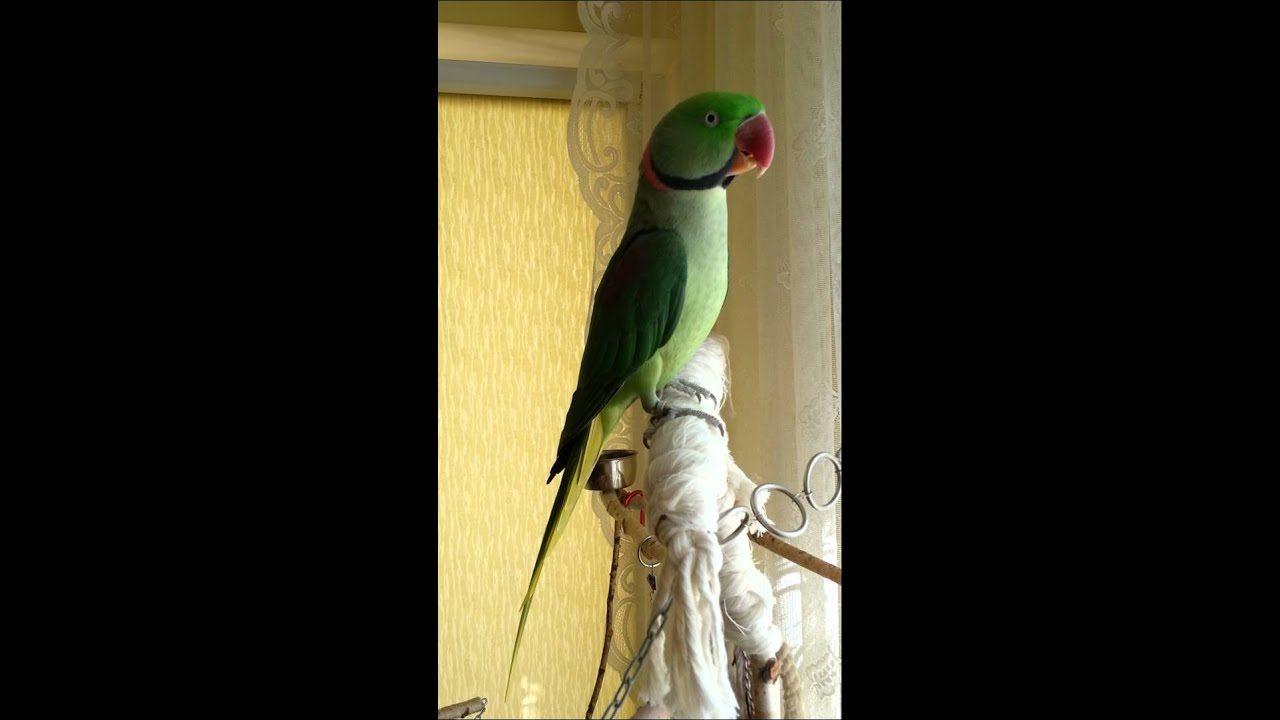 Aleksandretta Większa