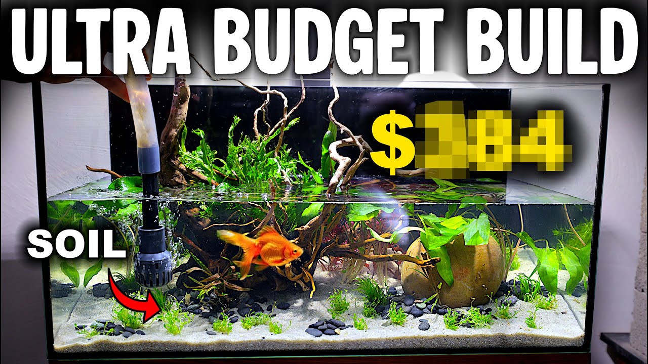 Ultra Budget | No Filter | Ecosystem Build [EP3]