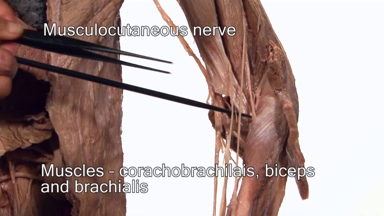 Anatomy Series, Innervation of the Upper Limb by Dr. Shakti Chandra