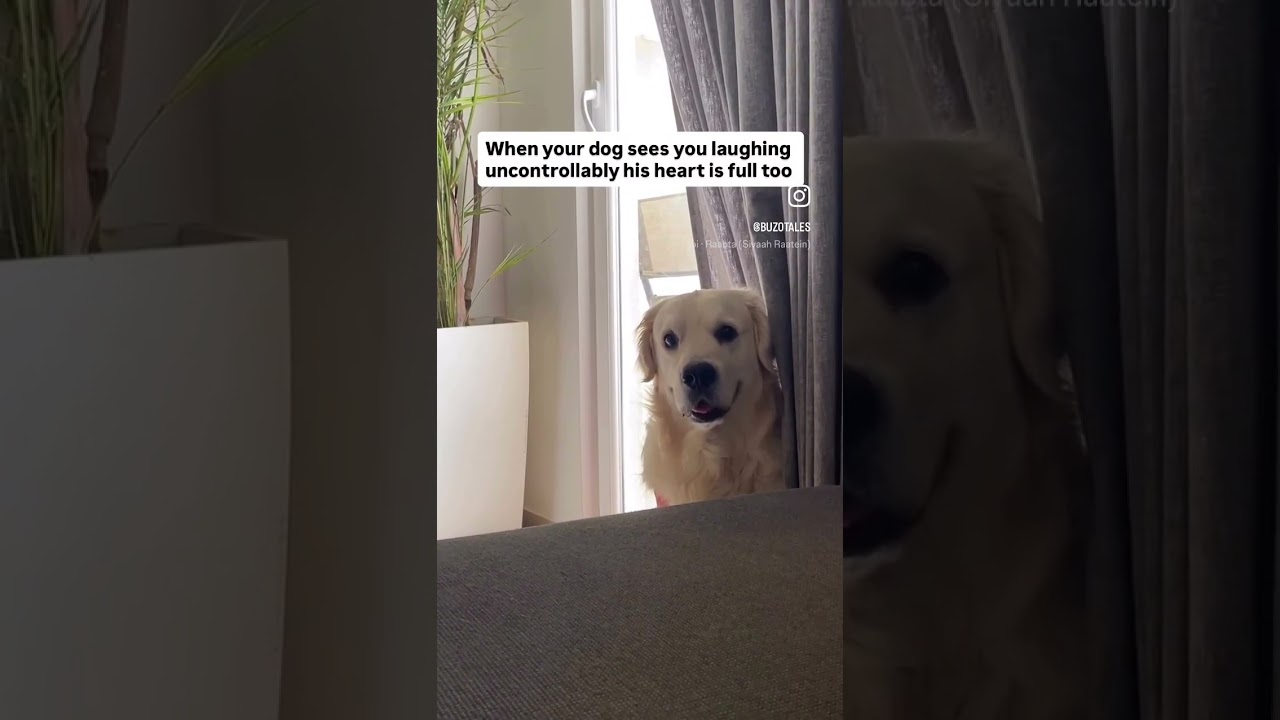 Buzo the golden winks  🥰🥰🥰 #goldenretreivers #dog #goldendog #goldenretreiver