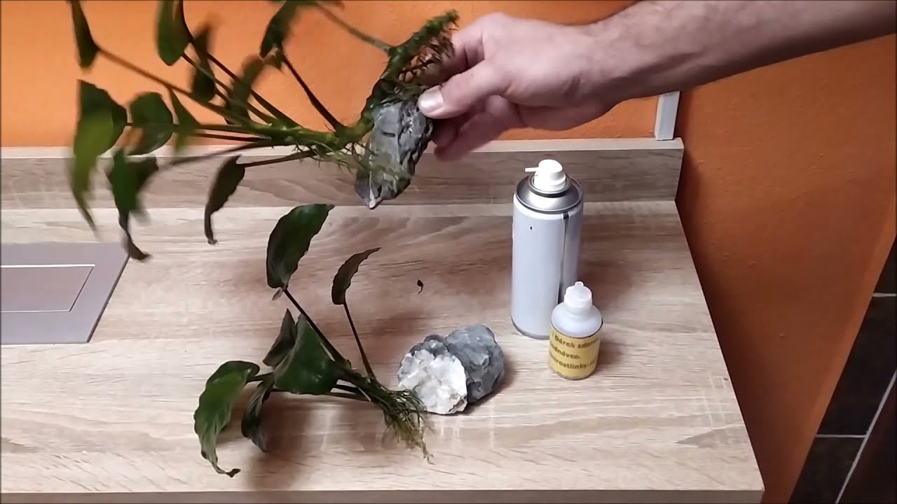 lepeni anubiasů  www.vodnirostlinky.cz - rady ,pomoc a tipy