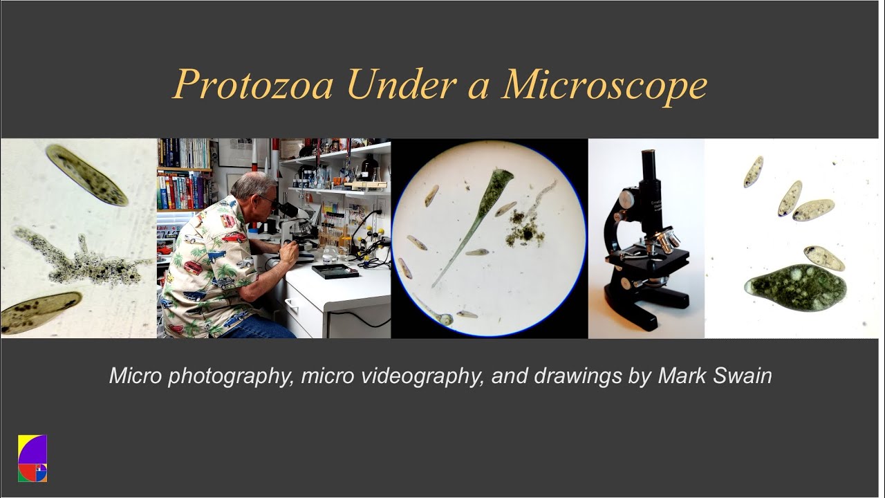 Protozoa Under a Microscope