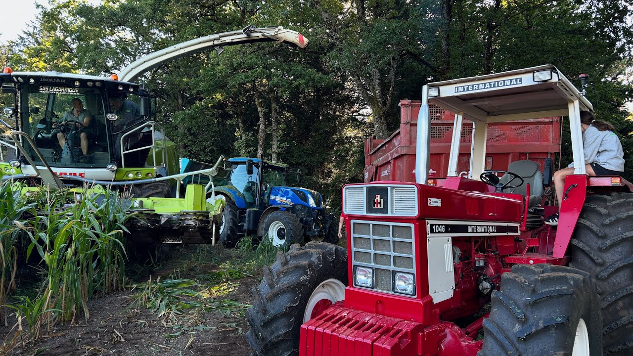 Ensilage de maïs 🌽 en IH 1046 !!! Début des ensilages 2025