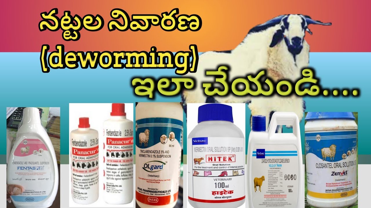 deworming in sheeps-deworming shedule in sheep farming-best dewormers@villagemultifarming4577
