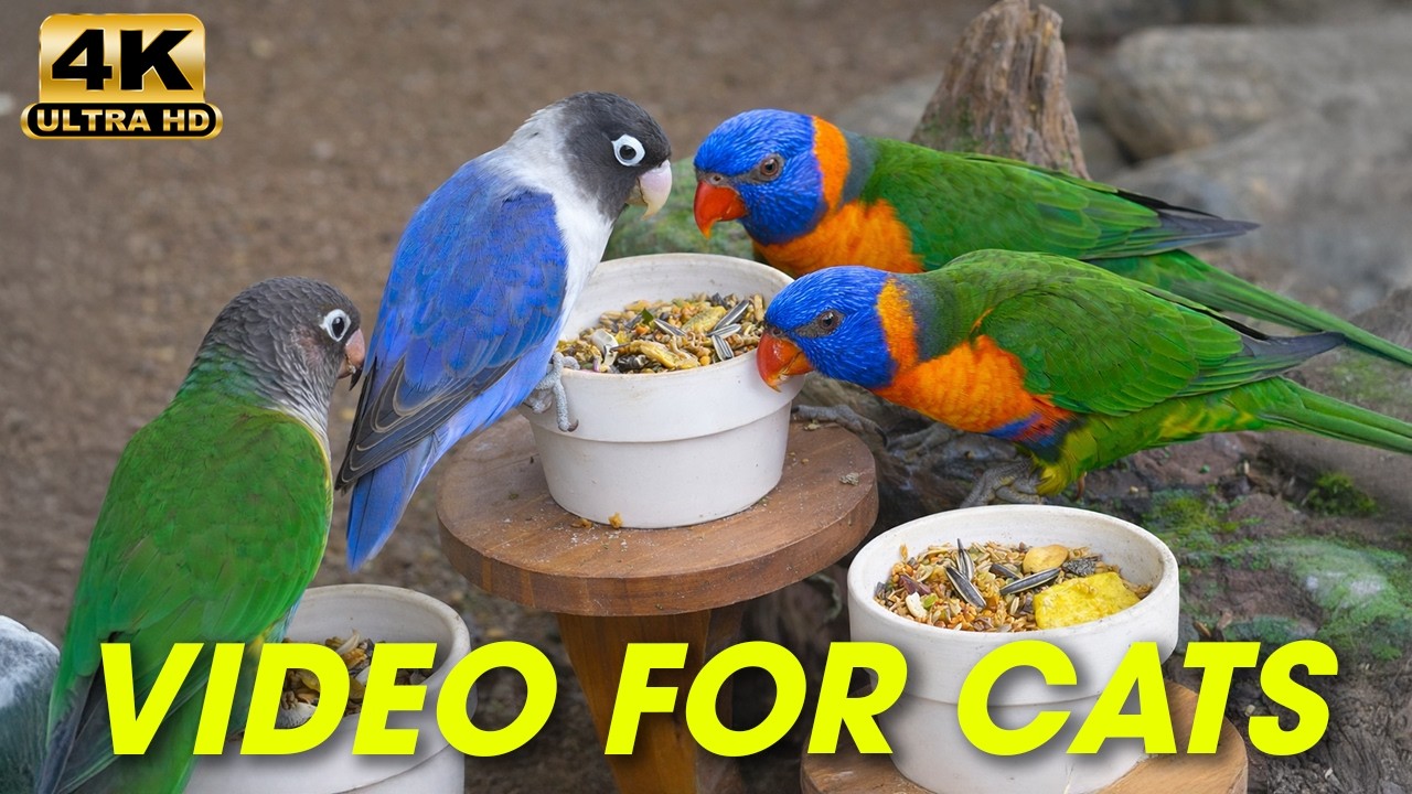 24h Cat TV 🦜 Colorful Parrots Feeding Time 🌿 | Video for Cats 4K Ultra HD #Cattv24hours