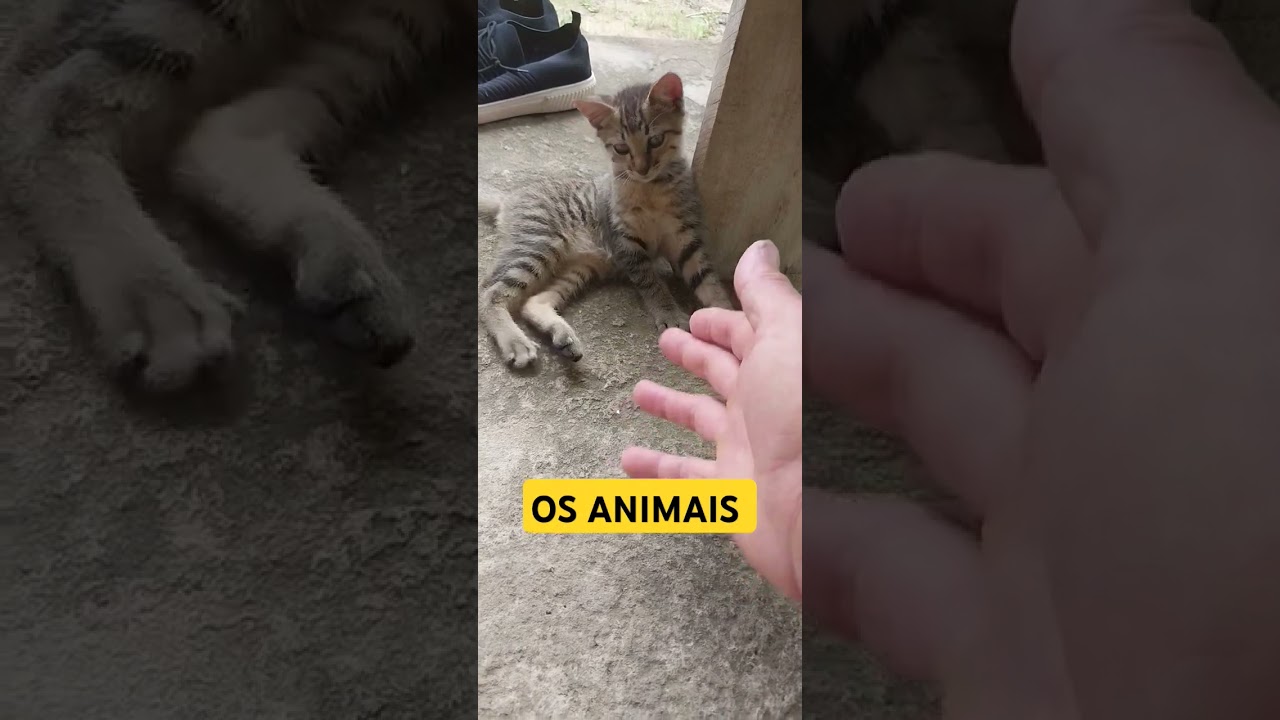 ANIMAIS  INTELIGENTES