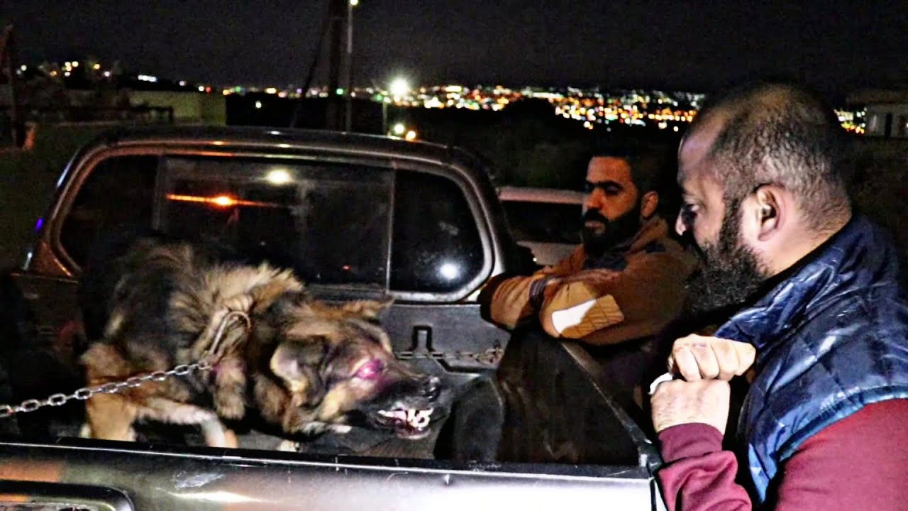 الكلب الجيرمن الشرس الذي تخلى عنه صاحبه