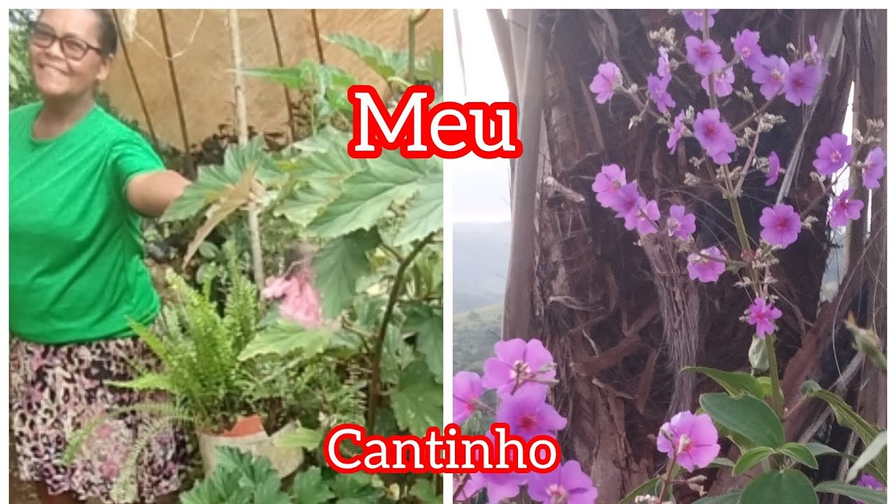 Meu cantinho aconchegante 😊, flores 🌷🌸 no meu quintal 🏡,