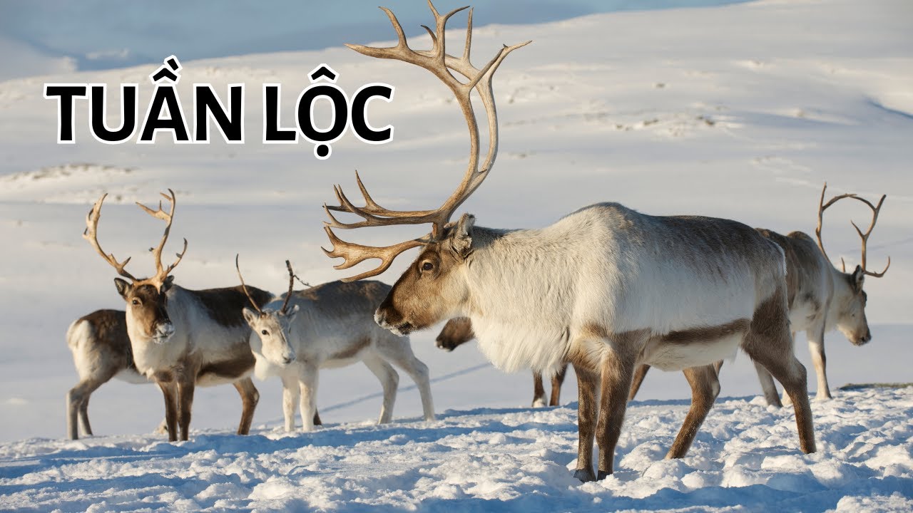Sự thật về tuần lộc, lo&agrave;i hươu h&ugrave;ng vĩ d&ugrave;ng để k&eacute;o xe chở &ocirc;ng gi&agrave; Noel