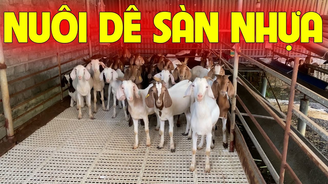 NHỮNG LƯU Ý VỀ LÀM  SÀN NHỰA NUÔI DÊ CHO BÀ CON NÔNG HỘ