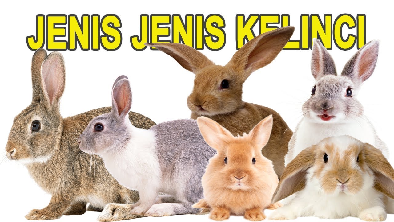 Jenis - Jenis Kelinci Beserta Harganya