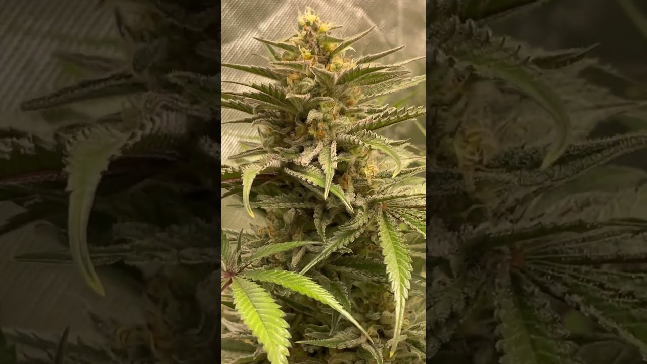 Masterkush #grow #germangrow #sensi #marshydrots1000