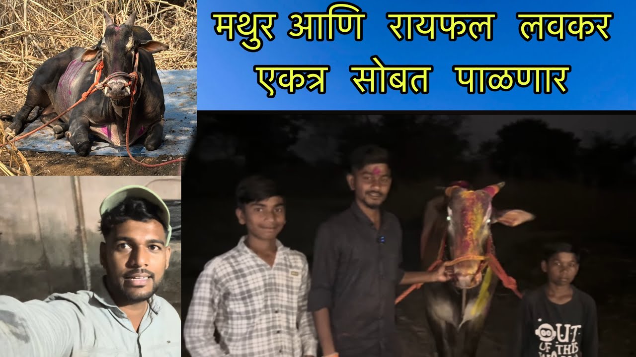 पडघे ची  रायफल  आणि श्री  संतोष  तोडकर ￼ ￼￼शेठ चा  संदूर आज  महू  मैदान  गुलाल चा  मानकरी 