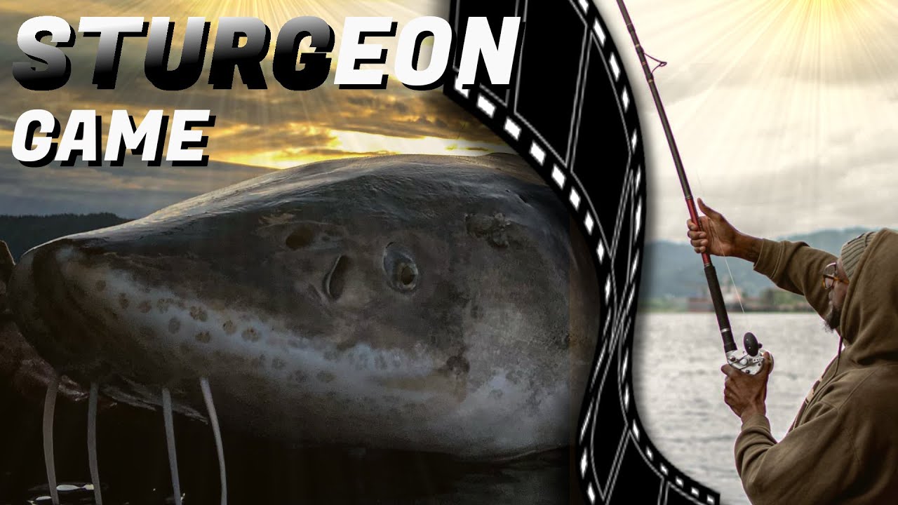 JE PÊCHE UN ESTURGEON GÉANT DE +55KG  !! EP 3 #carpfishing  #carpe  #usa  #pêche