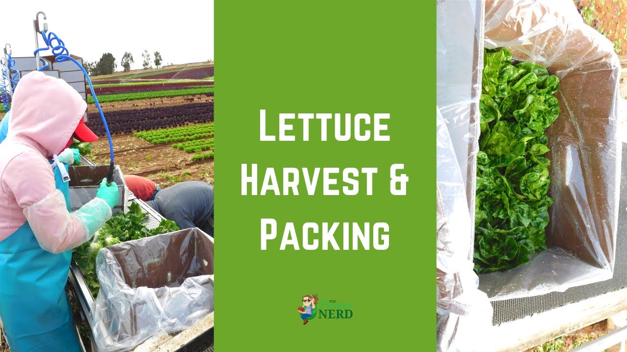 Lettuce Harvest & Packing (in California)