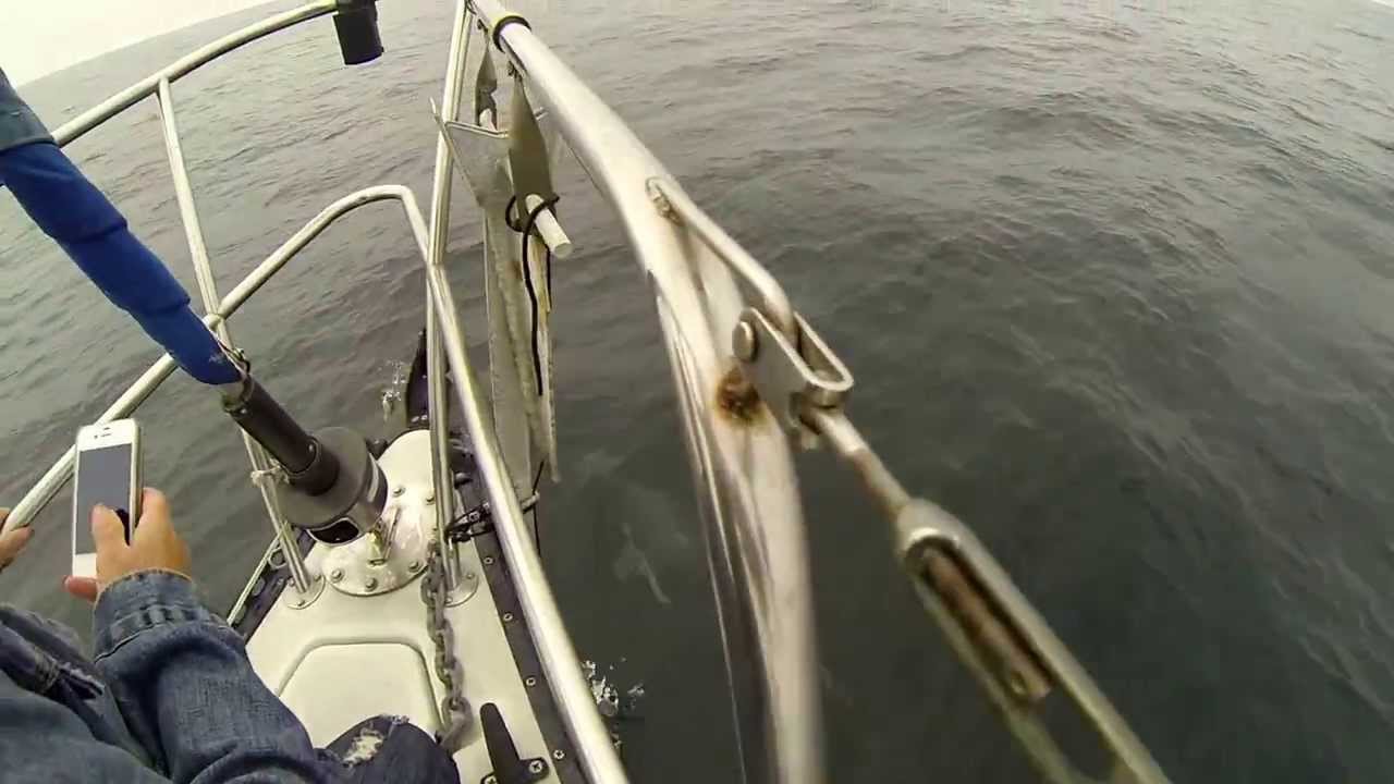 dolphin spotting
