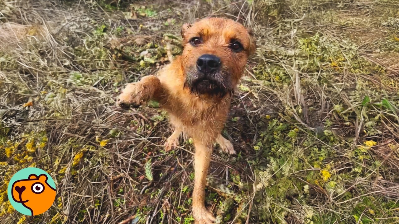 Dog Was Trapped in Cactus Patch Has the Sweetest Reaction to Rescue!  | Cuddle Buddies