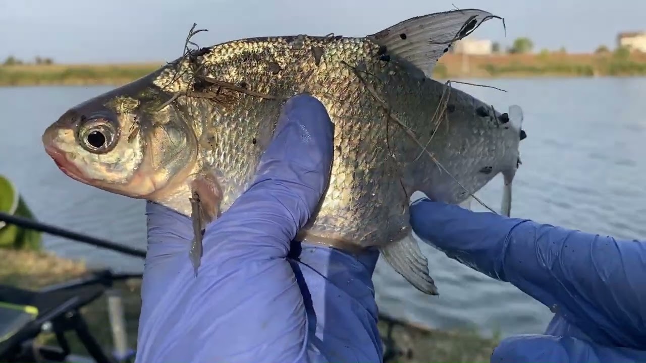 Pescuit la feeder #12