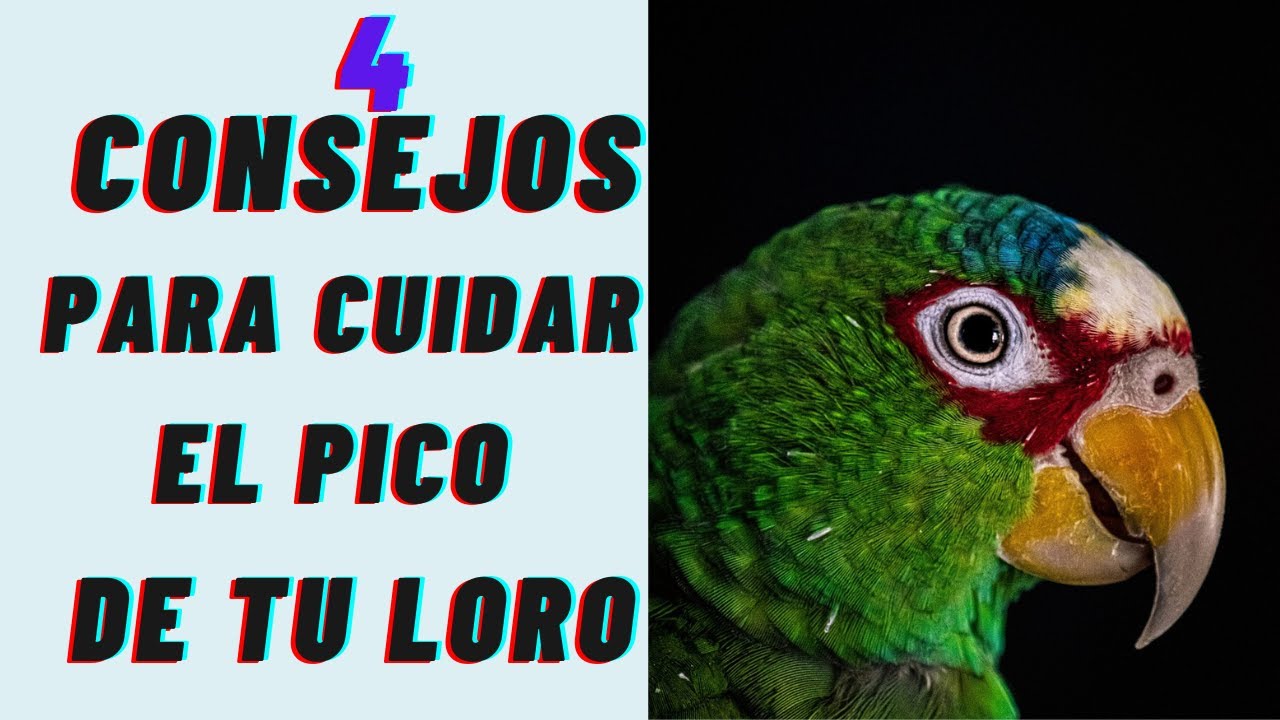 4 Consejos para cuidar el pico de tu LORO , AVE