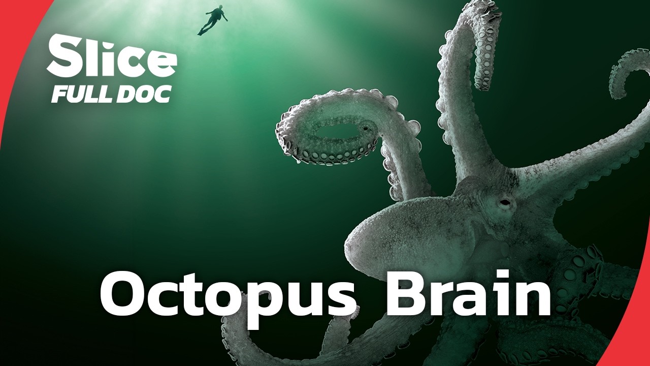 Octopus Intelligence: One of the Smartest Animals in the Ocean? | FULL DOCUMENTARY