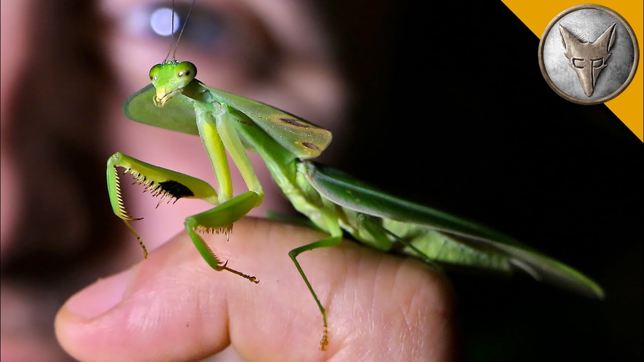 I Found the Craziest Bug in Costa Rica!
