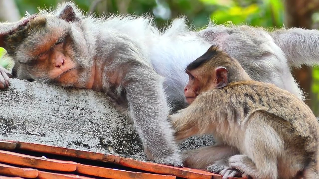 The reason little monkey scared his mother. he needs milk