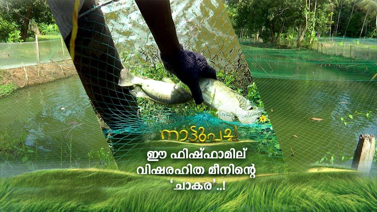 വിനോദത്തിനായി തുടങ്ങി; പൗലോസിന്‍റെ ഫിഷ്ഫാമില്‍ വിഷരഹിത മീനിന്റെ ‘ചാകര’ | Nattupacha | Fish farm