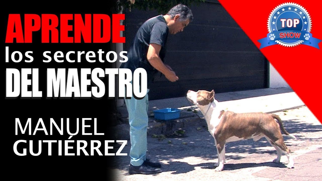 CÓMO APRENDER A MANEJAR A MI PERRO 2 da parte.