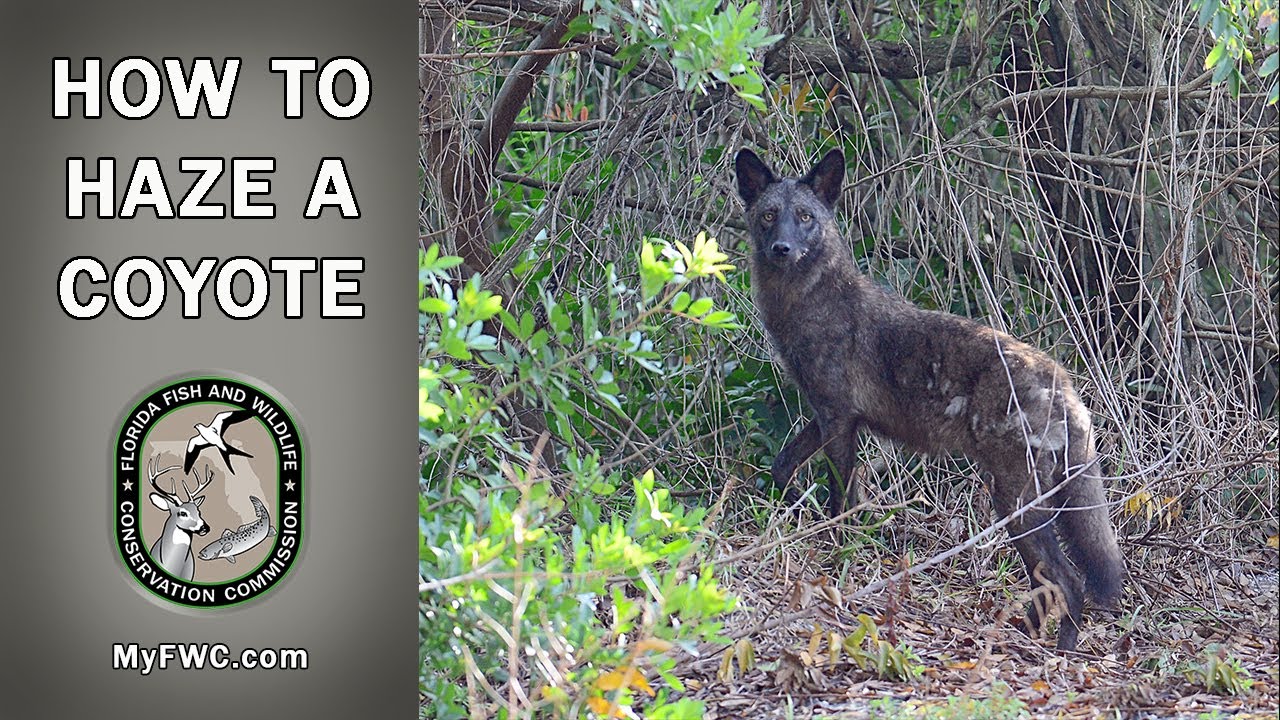 How to Haze Coyotes