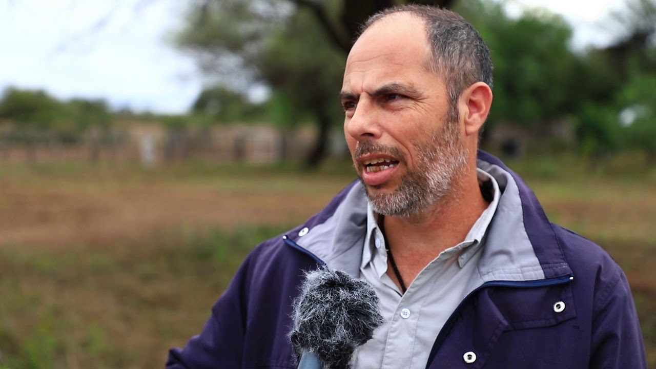 BUFFEL GRASS: LA CLAVE PARA LA PRODUCCIÓN GANADERA EN MONTE