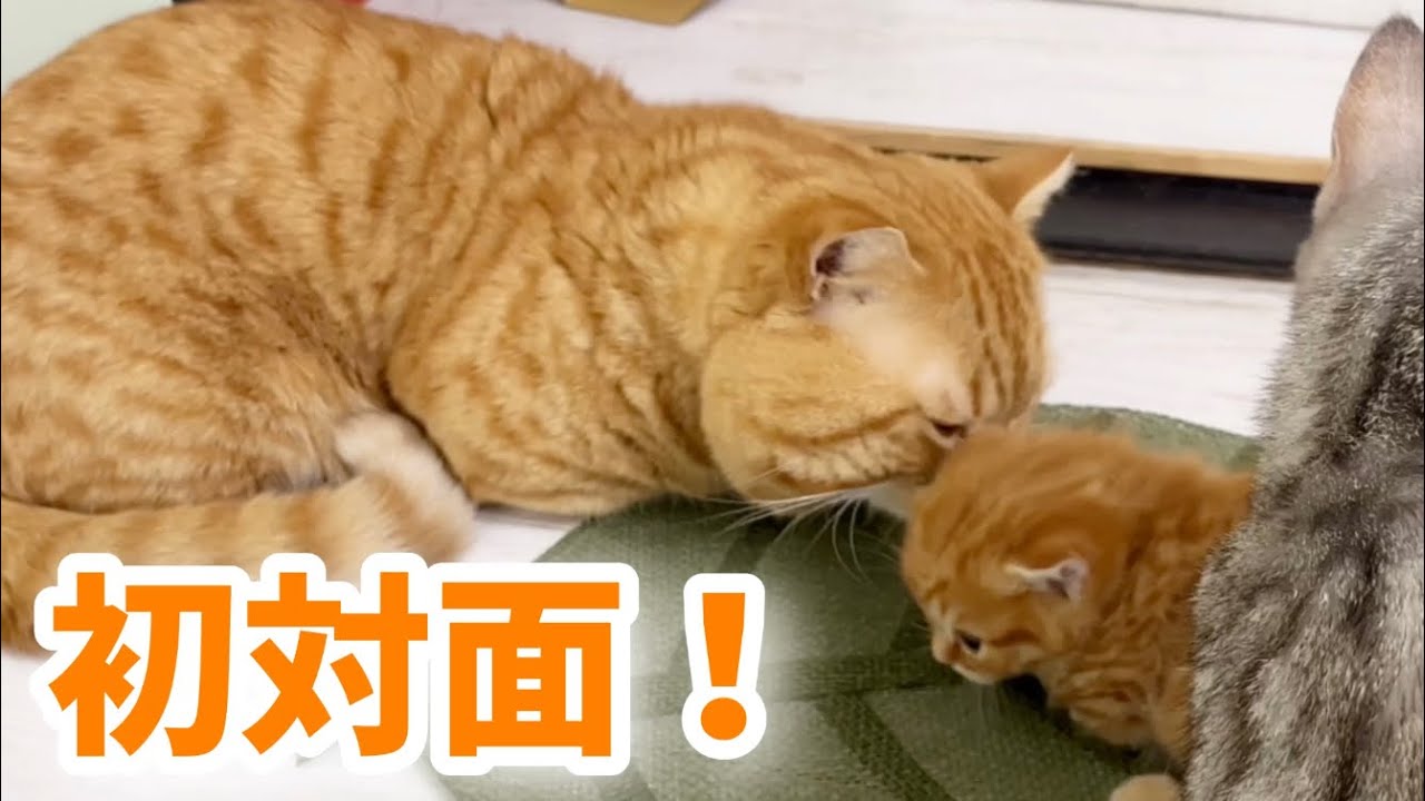 【感動】パパ猫と子猫の初対面の結果が...！Father Cat and Baby Kitten💓【生後27日目】