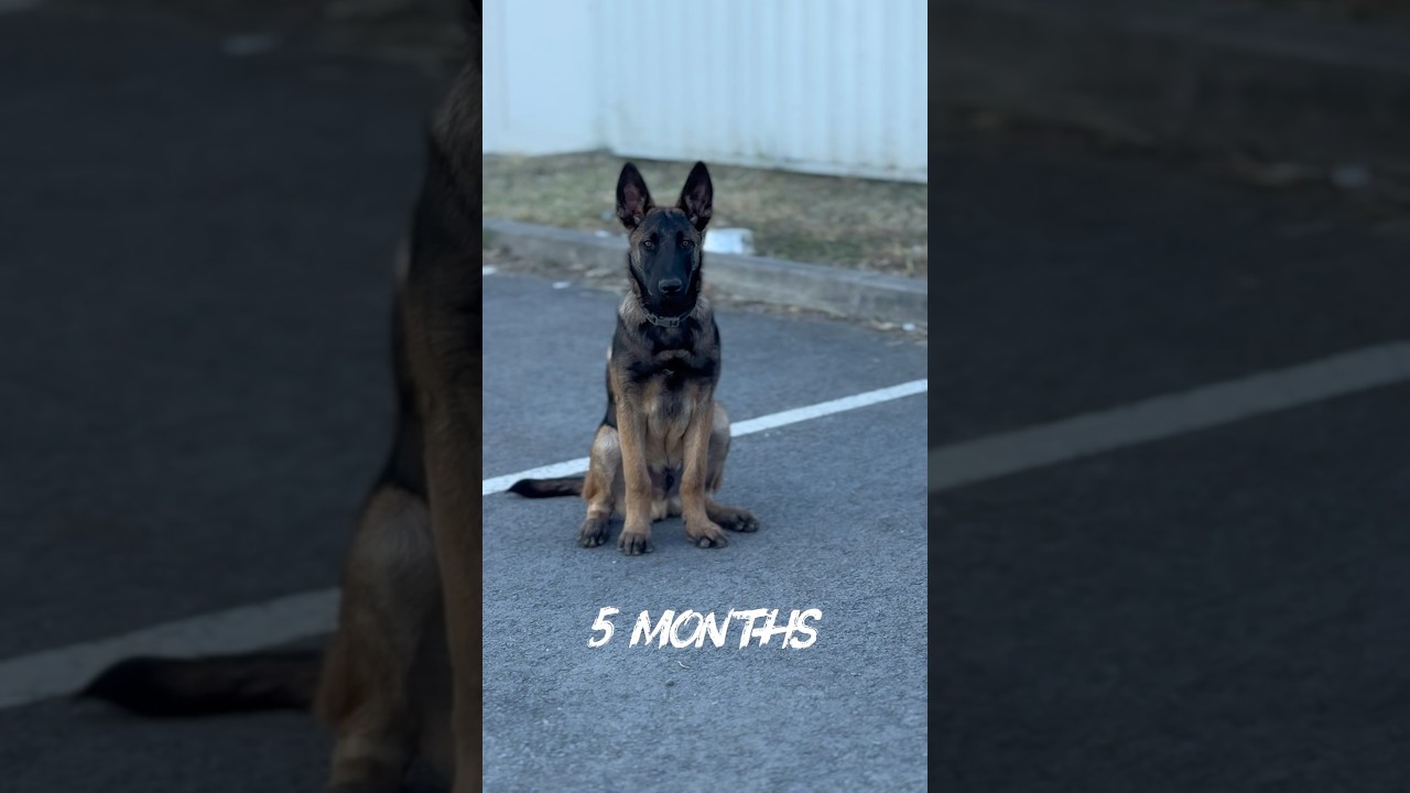 Berger Belge Malinois Ad&egrave;s ⚡️ @les2angesgardiens #ninolemalou #ades #malinois