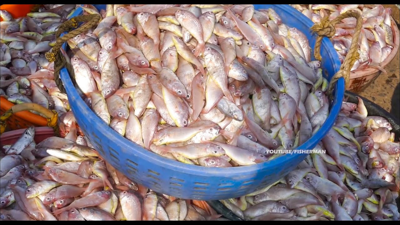 Live Fish Fillets Skills // Fish Market in India | Fisherman